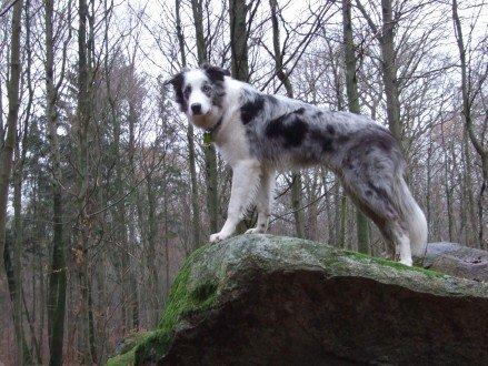 Border collie Catch billede 7