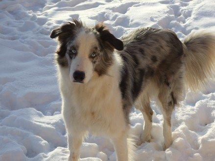 Border collie Catch billede 8