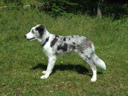 Border collie Catch billede 9