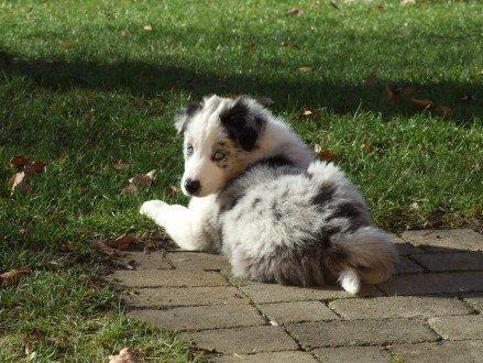 Border collie Catch billede 10