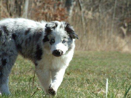 Border collie Catch billede 11
