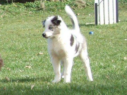 Border collie Catch billede 12
