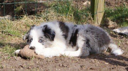 Border collie Catch billede 13