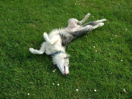 Border collie Catch billede 14