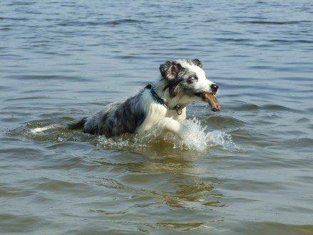Border collie Catch billede 15