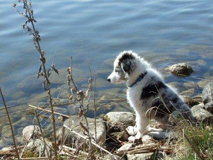 Border collie Catch billede 17