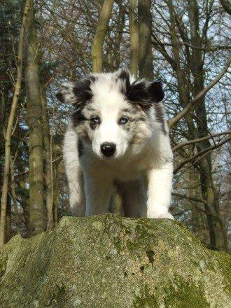 Border collie Catch billede 19