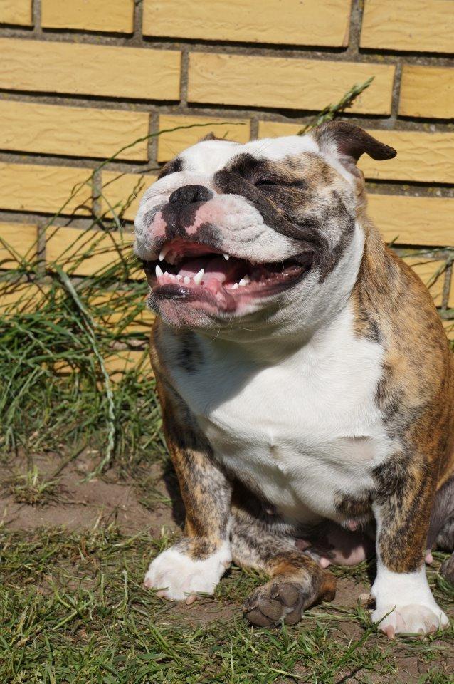 Engelsk bulldog Aurora "Fru. Flemming" - velkommen til flemmes profil:) billede 1