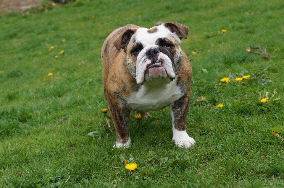 Engelsk bulldog Aurora "Fru. Flemming" billede 18