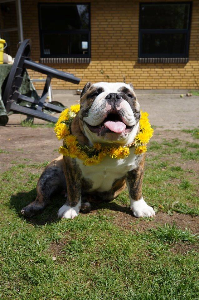 Engelsk bulldog Aurora "Fru. Flemming" billede 19