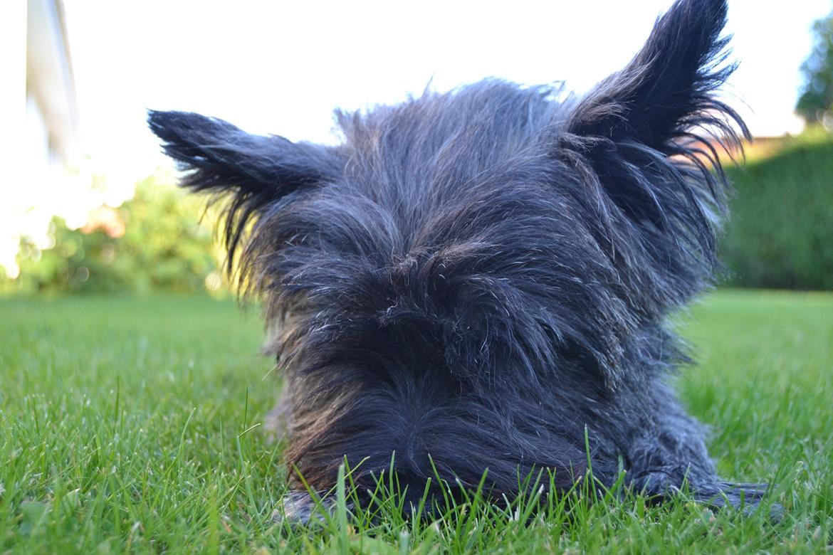 Cairn terrier Thomsen  billede 2