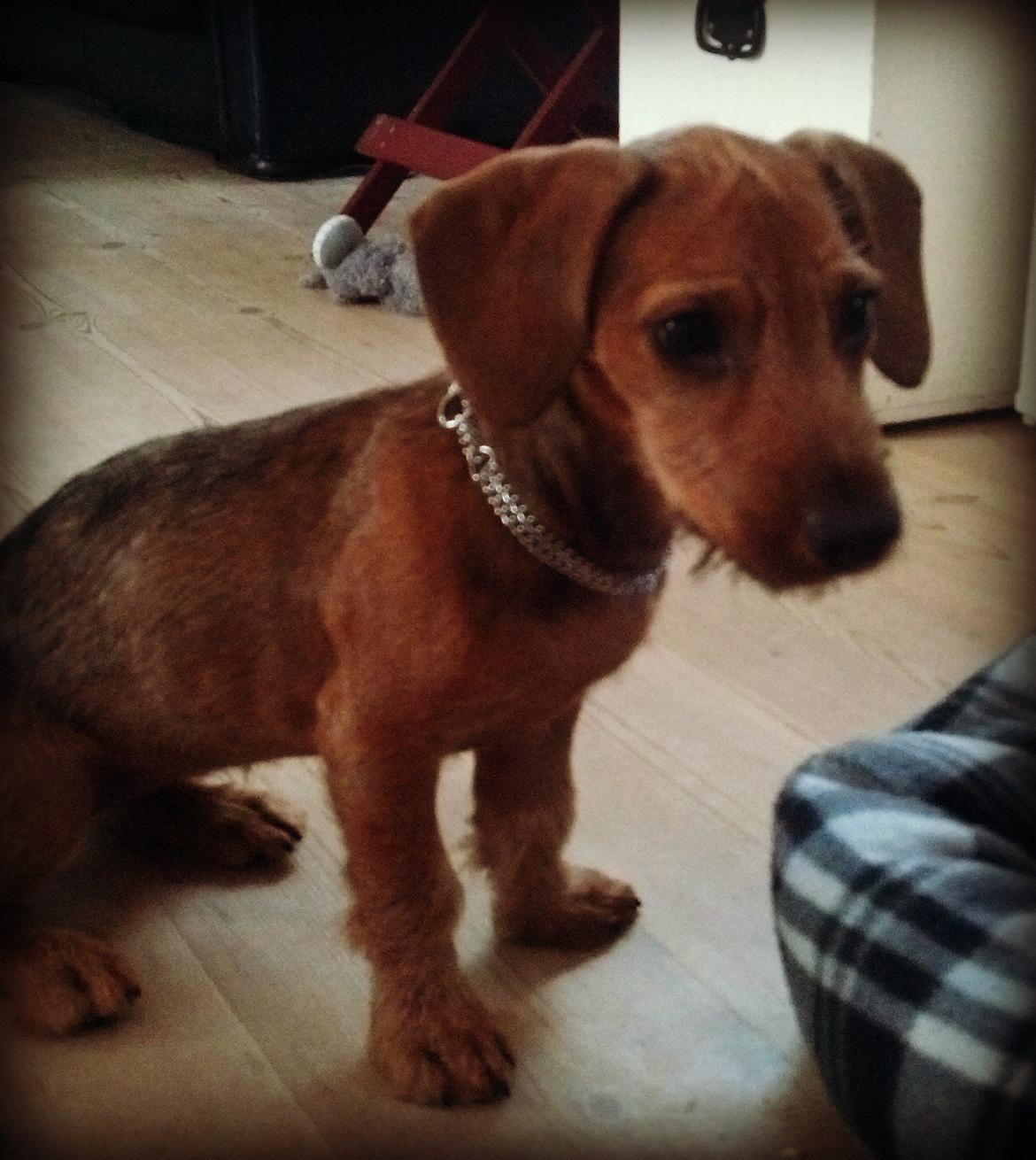 Blanding af racer Frigg billede 2