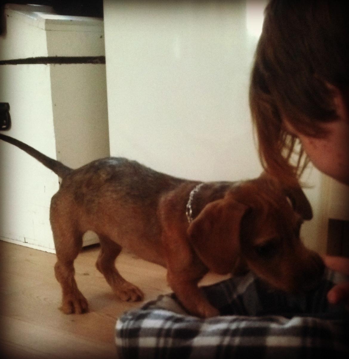 Blanding af racer Frigg billede 8