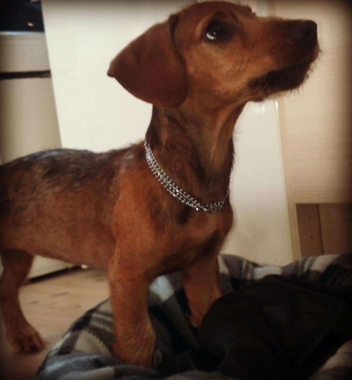 Blanding af racer Frigg billede 9