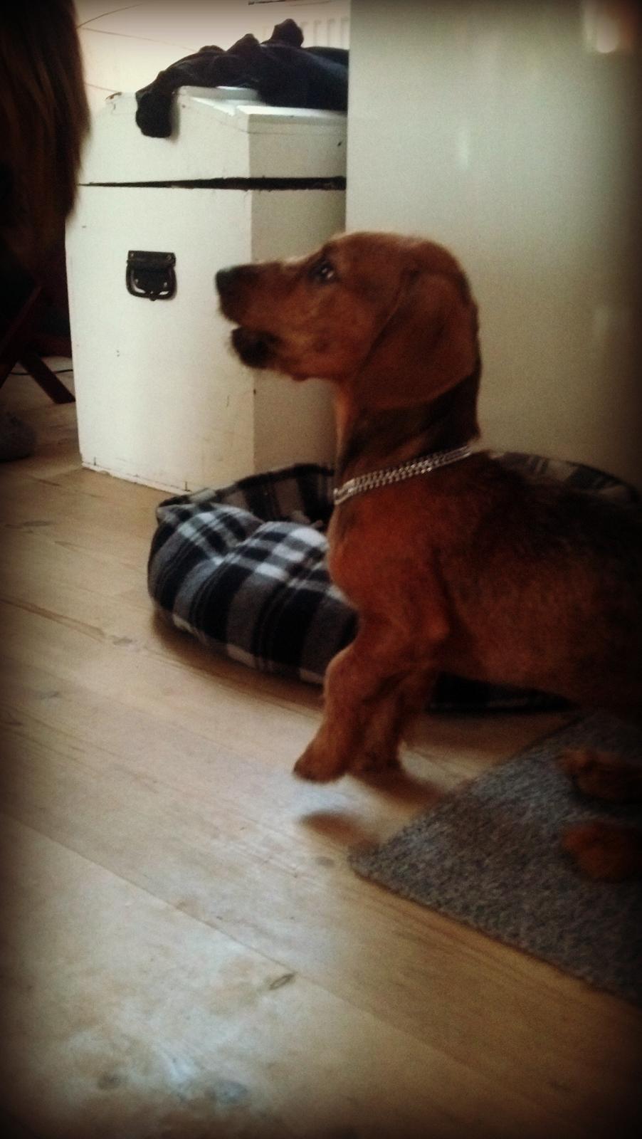 Blanding af racer Frigg billede 10