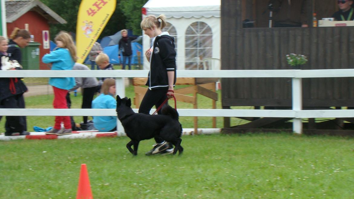 Sort spids Aske - Aske på dyrskue 2012. 
Hundekunster indledende runde. Vi gik videre i finalen, og vandt 1. pladsen, for fjerde år i træk. billede 13