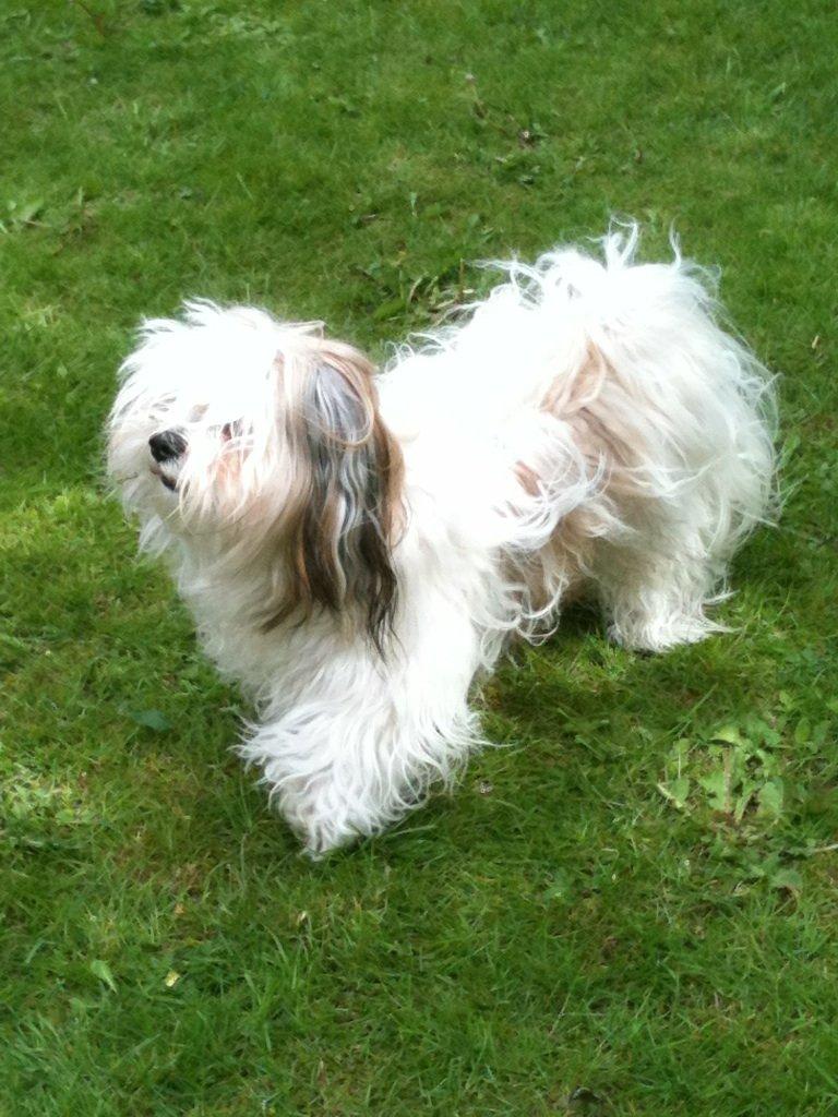 Blanding af racer Boomer billede 15