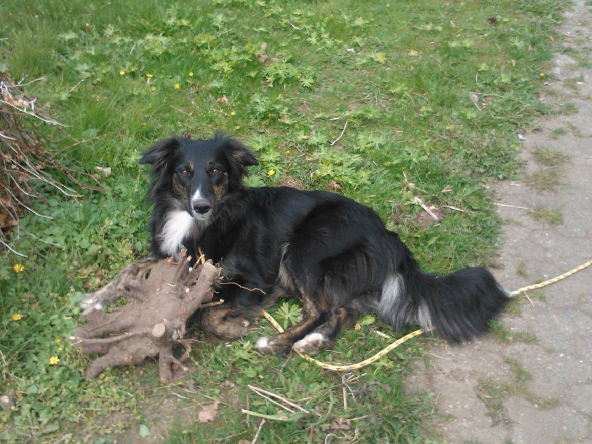 Blanding af racer Aimee billede 15