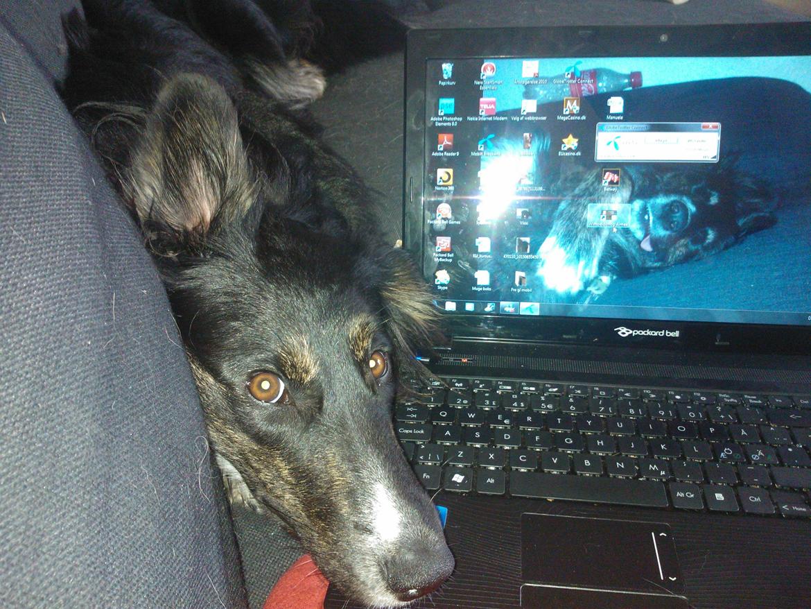 Blanding af racer Aimee billede 16