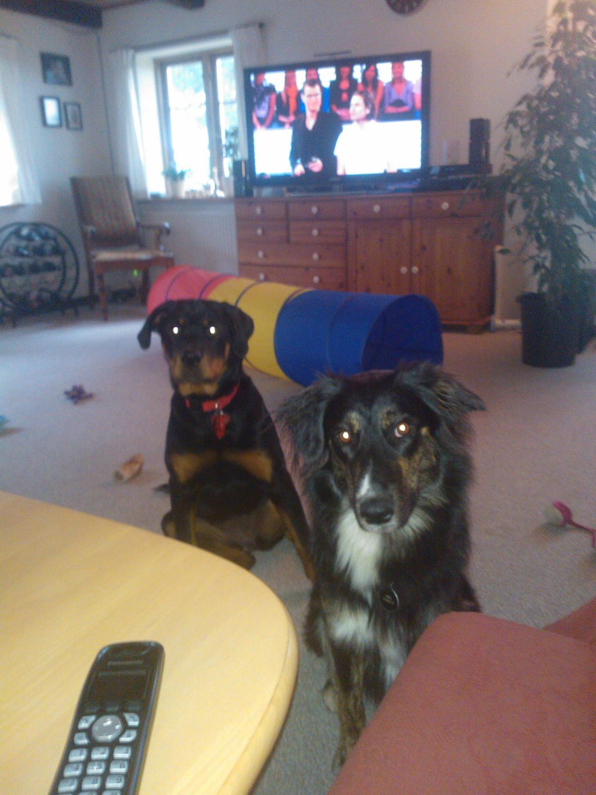 Blanding af racer Aimee billede 17