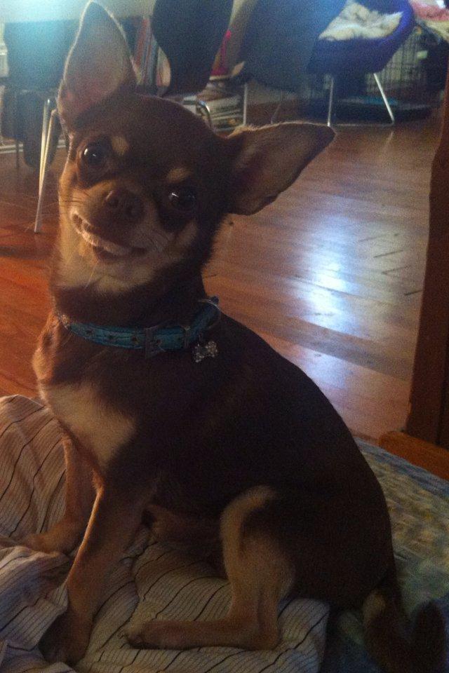 Chihuahua high fly bailey billede 1