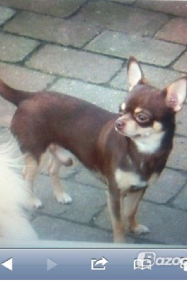 Chihuahua high fly bailey billede 3