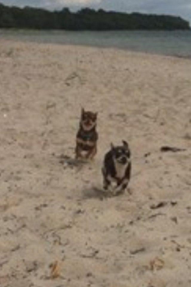 Chihuahua high fly bailey billede 4