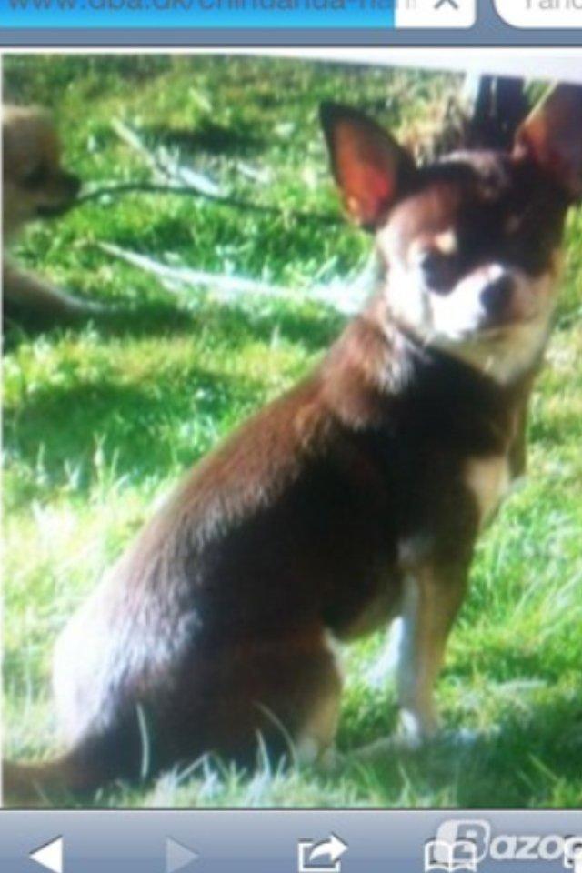 Chihuahua high fly bailey billede 5