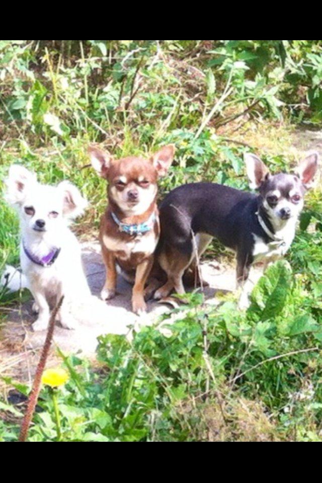 Chihuahua high fly bailey billede 6