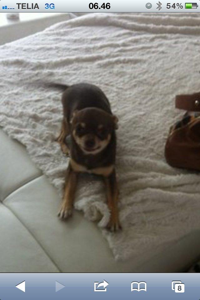 Chihuahua high fly bailey billede 7