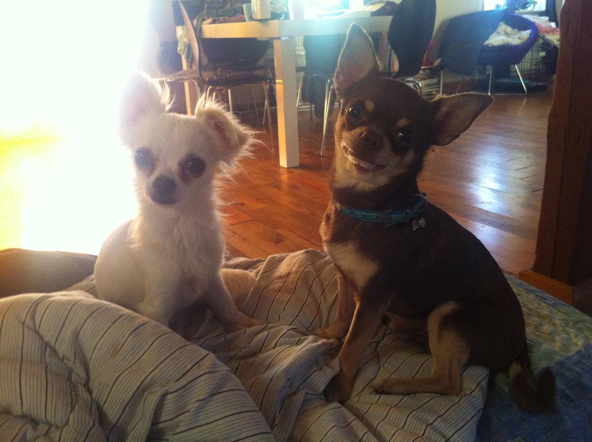 Chihuahua high fly bailey billede 8