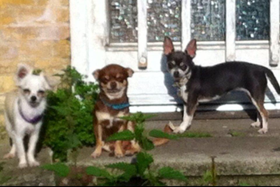 Chihuahua high fly bailey billede 9