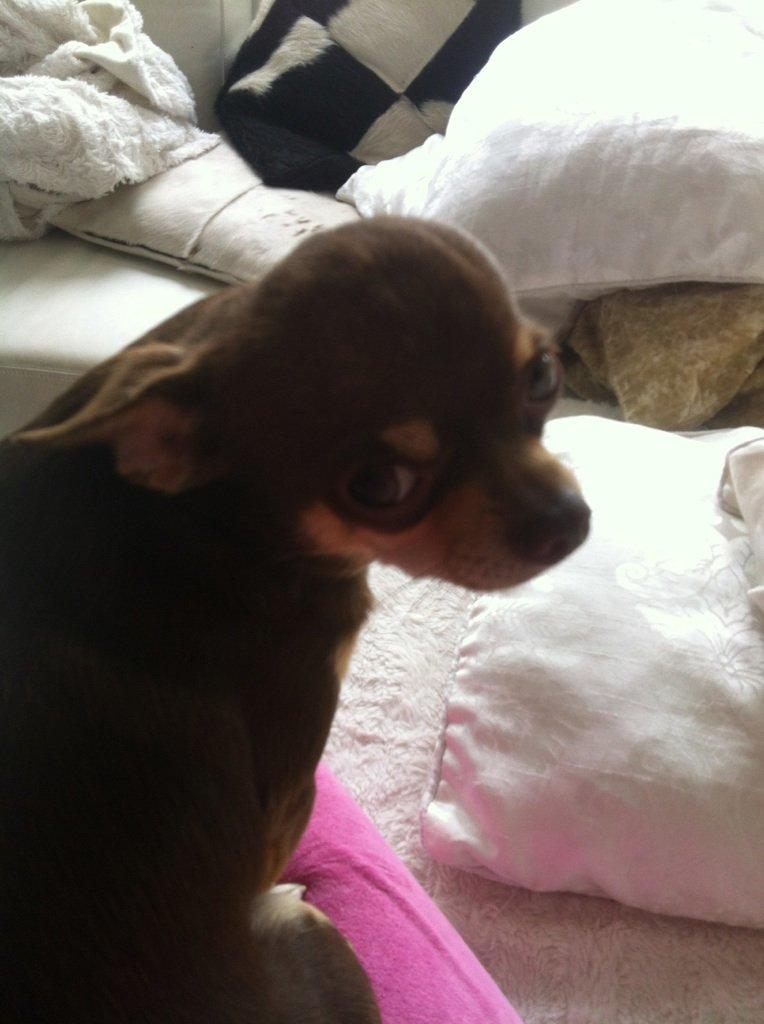 Chihuahua high fly bailey billede 2