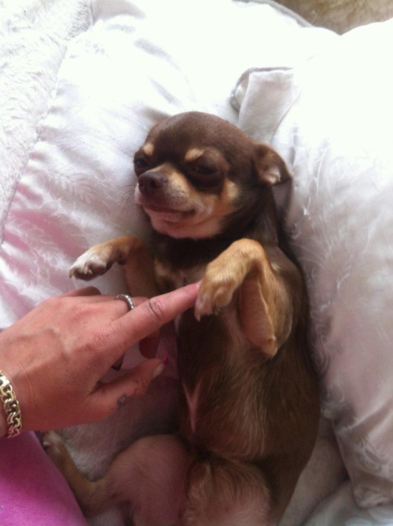 Chihuahua high fly bailey billede 10