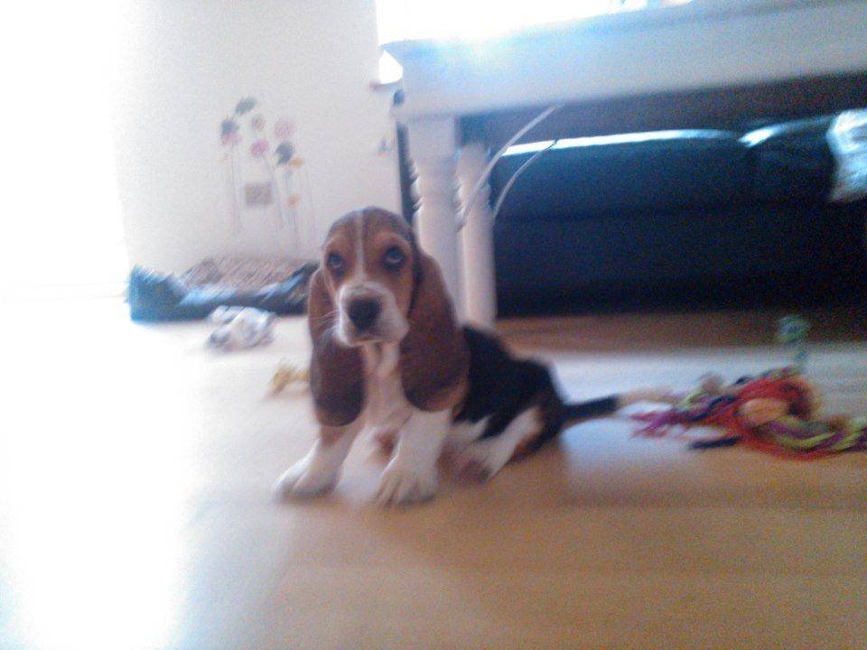 Basset hound Luna R.i.p billede 7