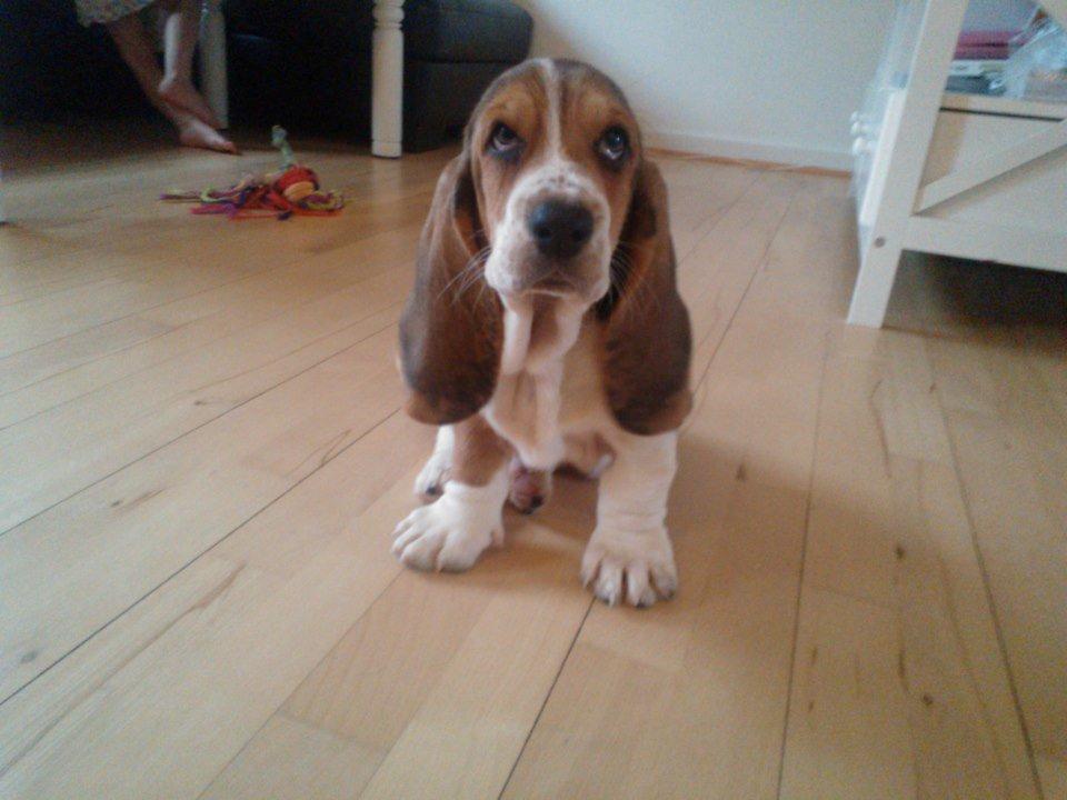 Basset hound Luna R.i.p - Luna 8 uger billede 3