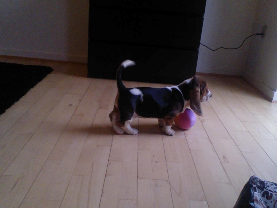 Basset hound Luna R.i.p - Luna 8 uger billede 4