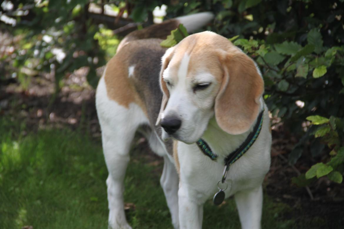 Beagle Buster. billede 10