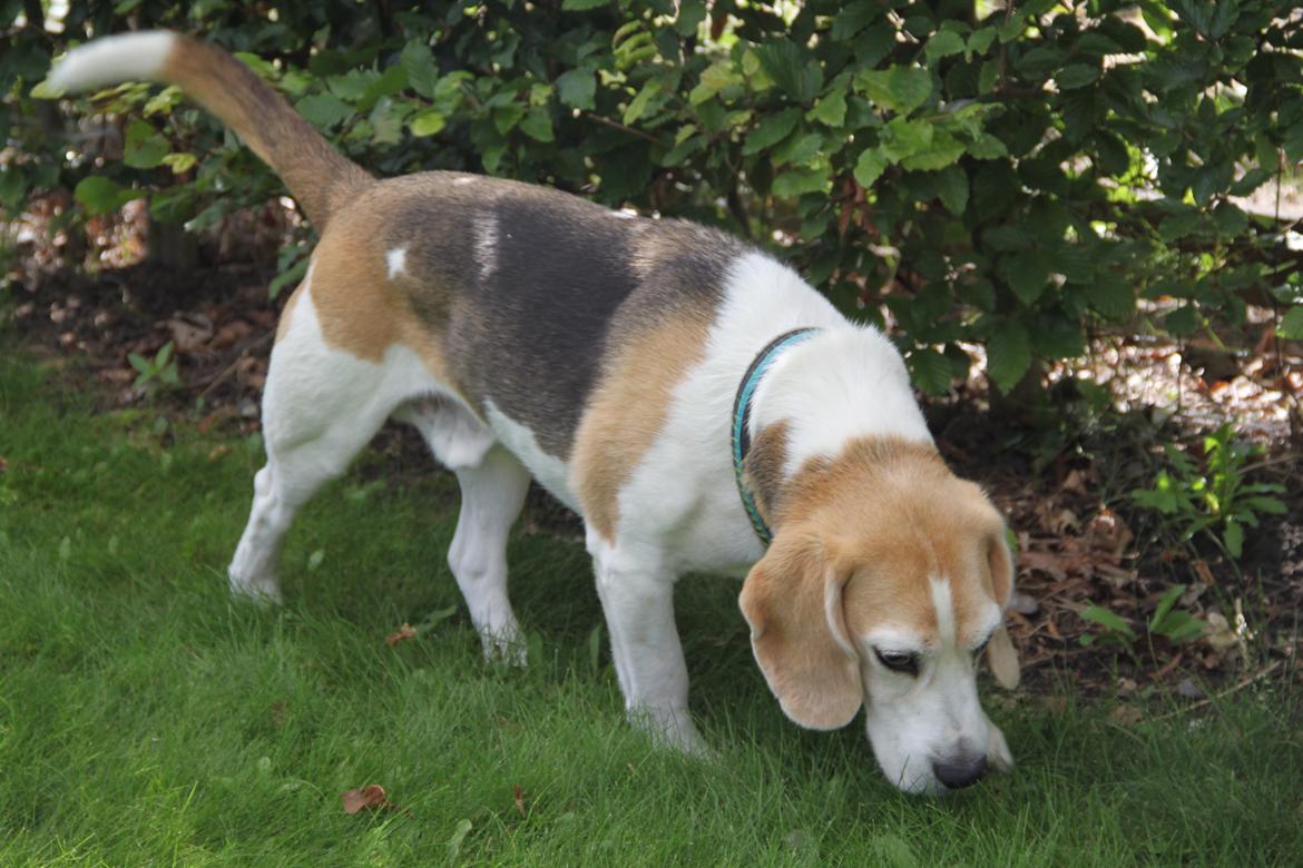 Beagle Buster. billede 11