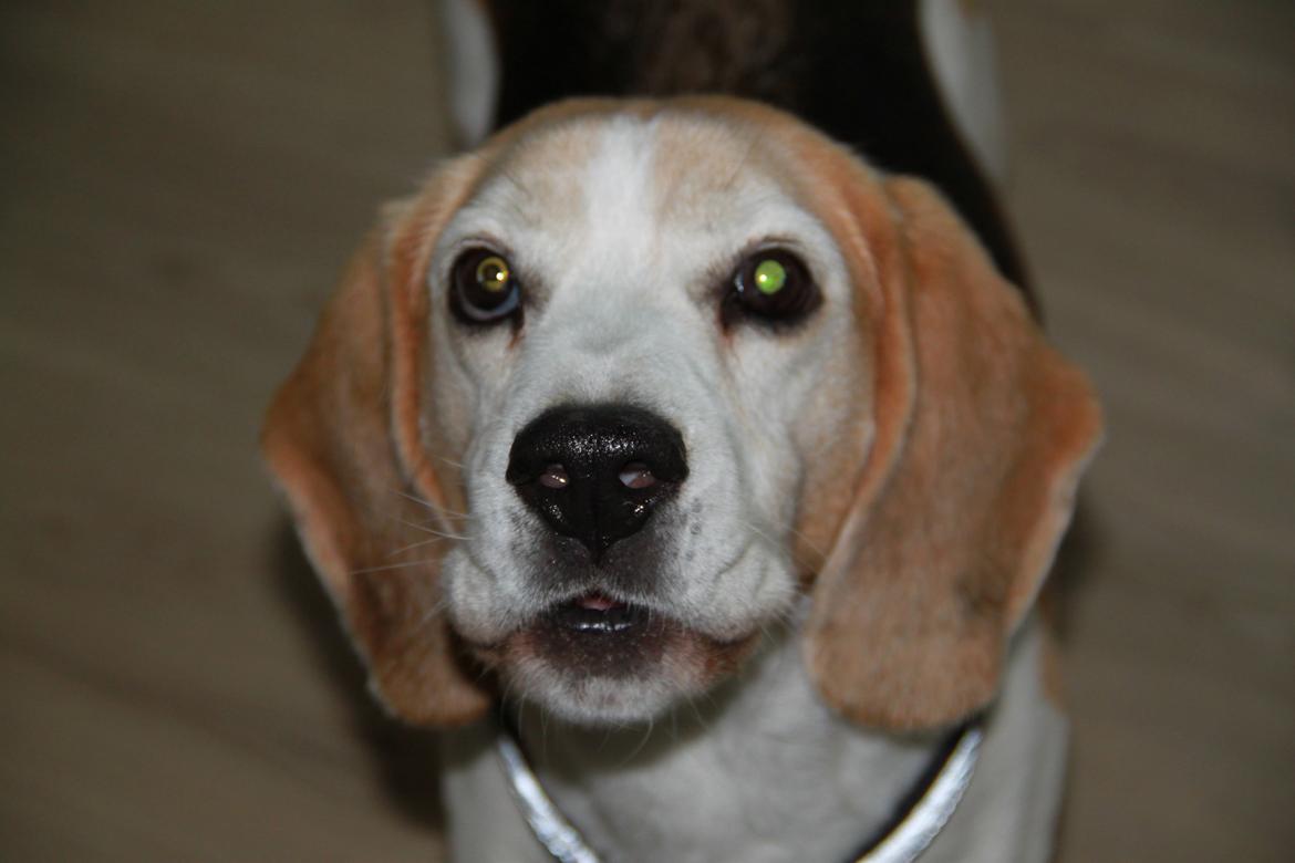 Beagle Buster. billede 1
