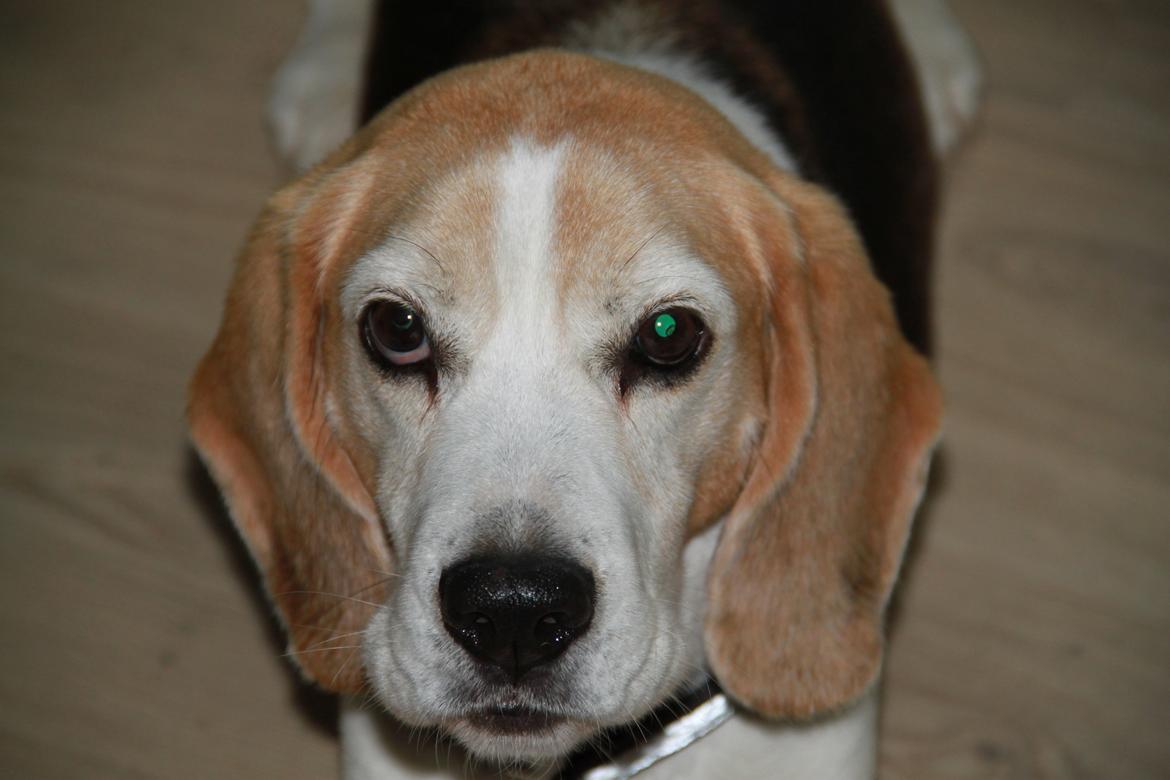 Beagle Buster. billede 2