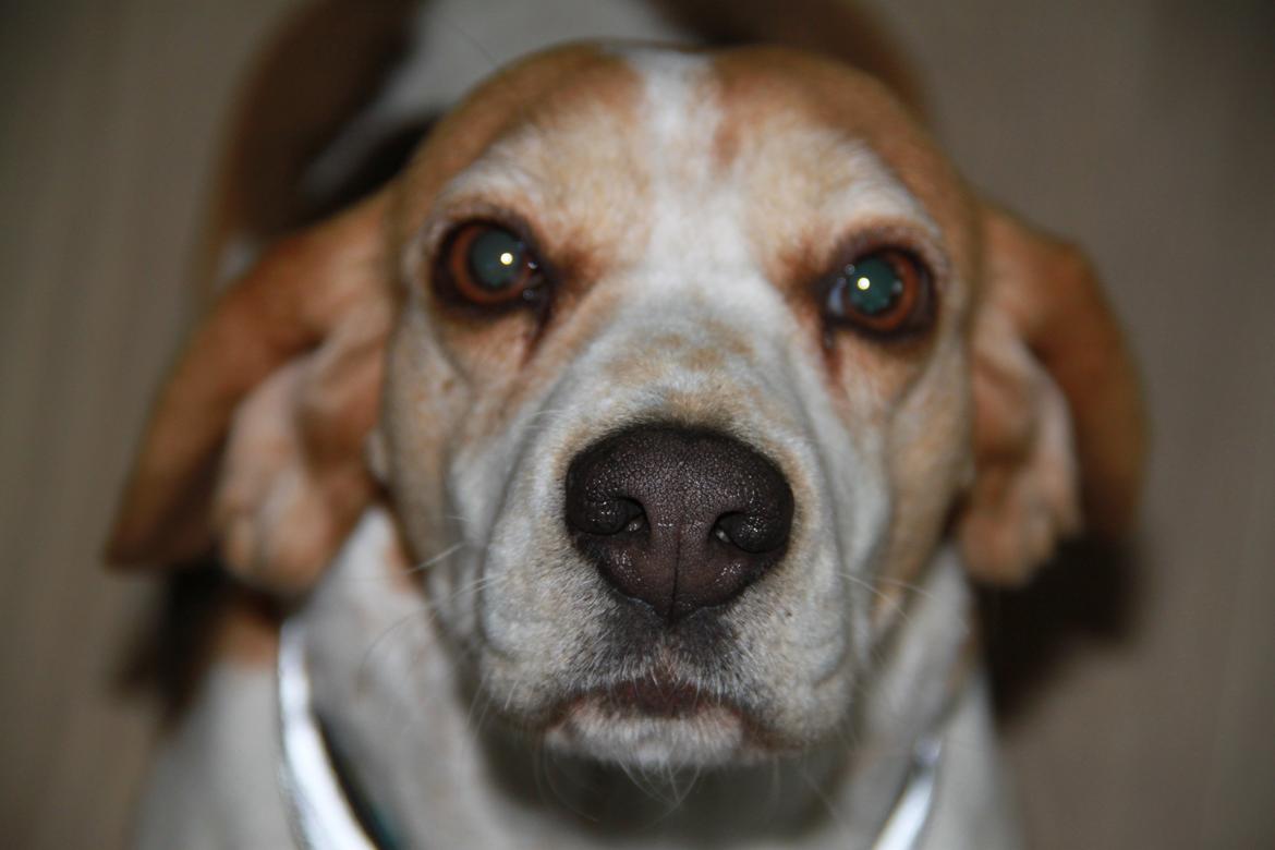 Beagle Sopwith Camels Lady Like billede 8