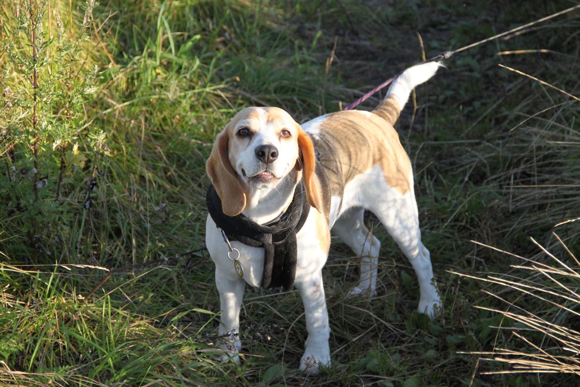 Beagle Sopwith Camels Lady Like billede 9