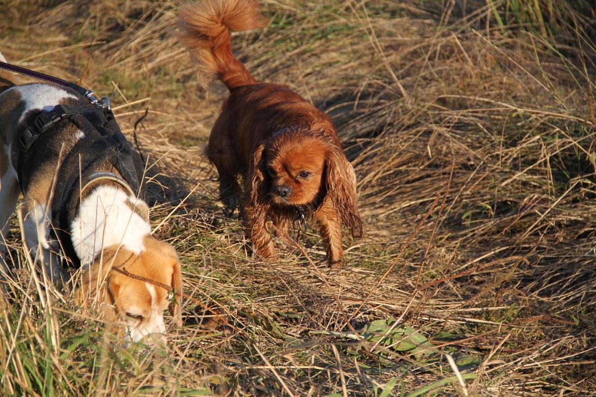 Beagle Sopwith Camels Lady Like billede 10