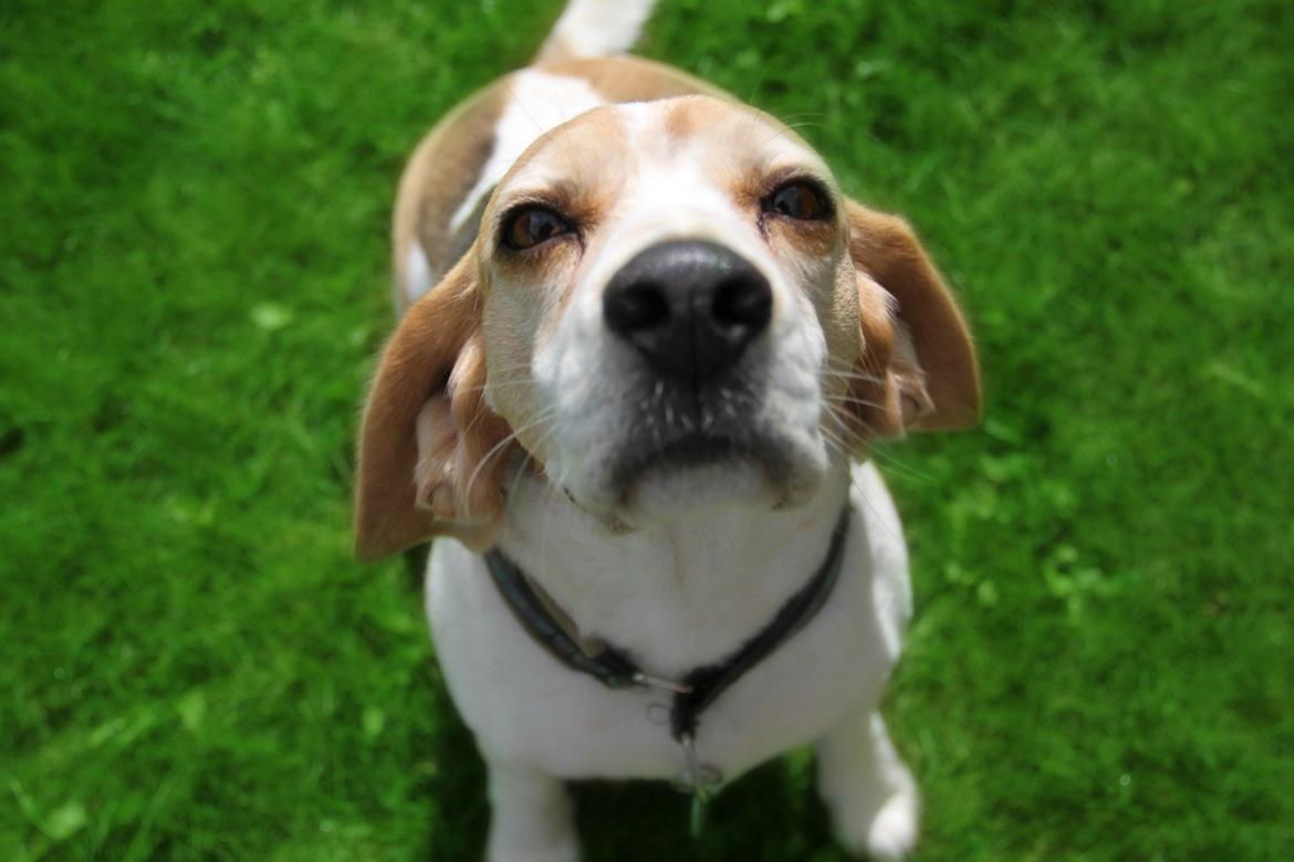 Beagle Sopwith Camels Lady Like billede 11