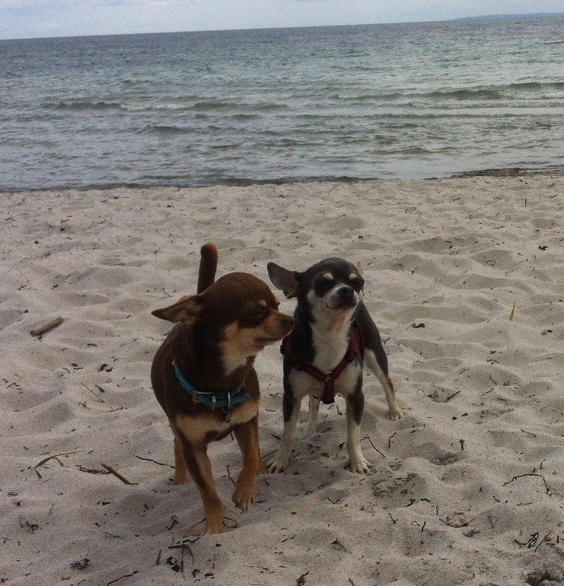 Chihuahua high fly bailey billede 11