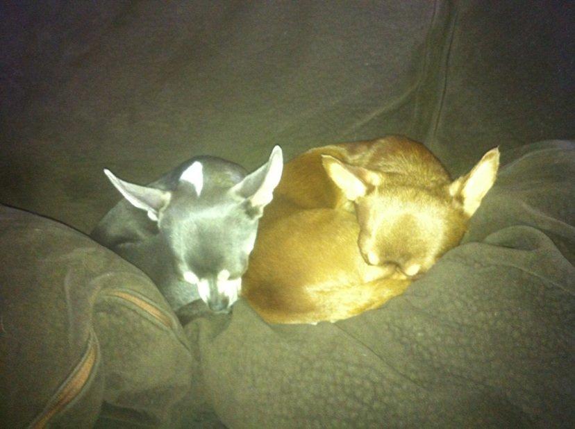 Chihuahua high fly bailey billede 12