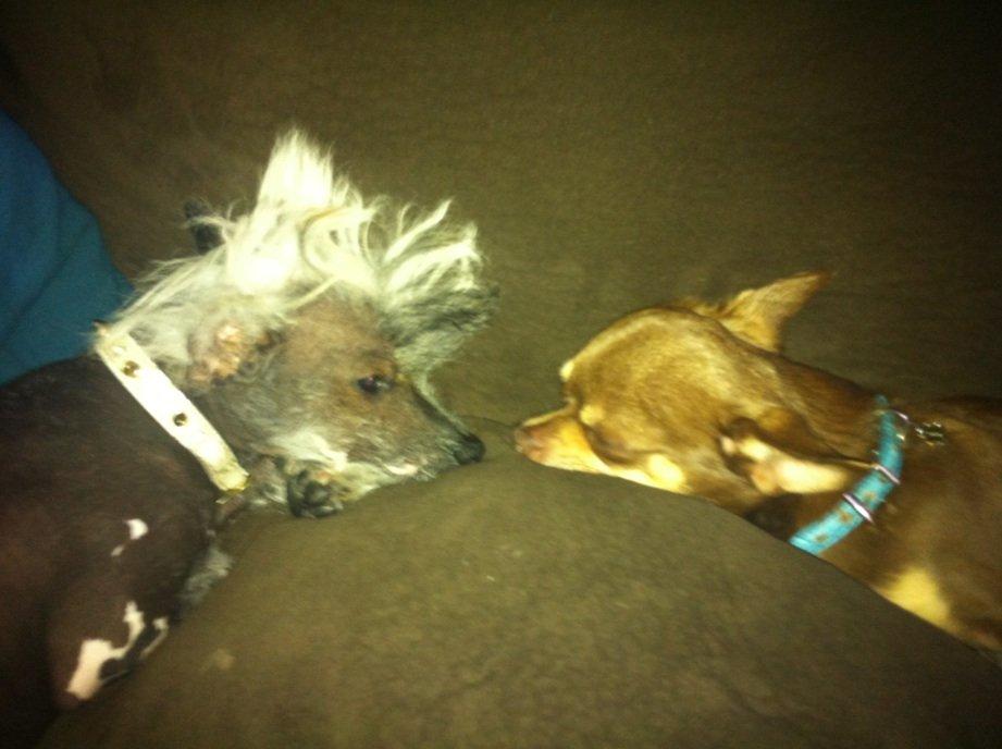 Chihuahua high fly bailey billede 13