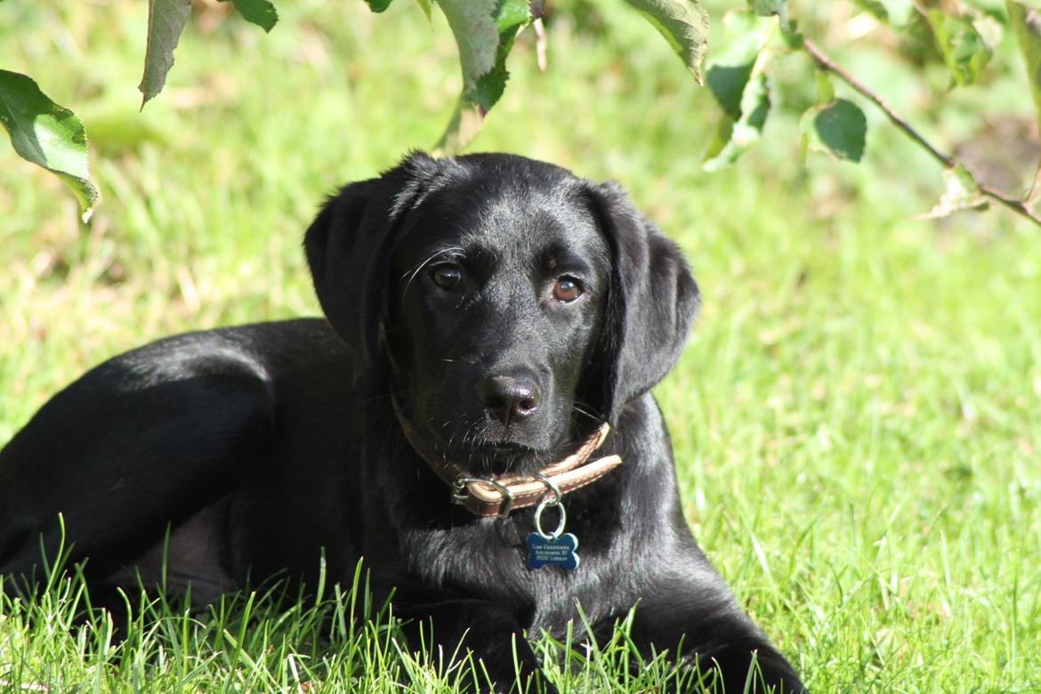 Labrador retriever Baunse billede 1