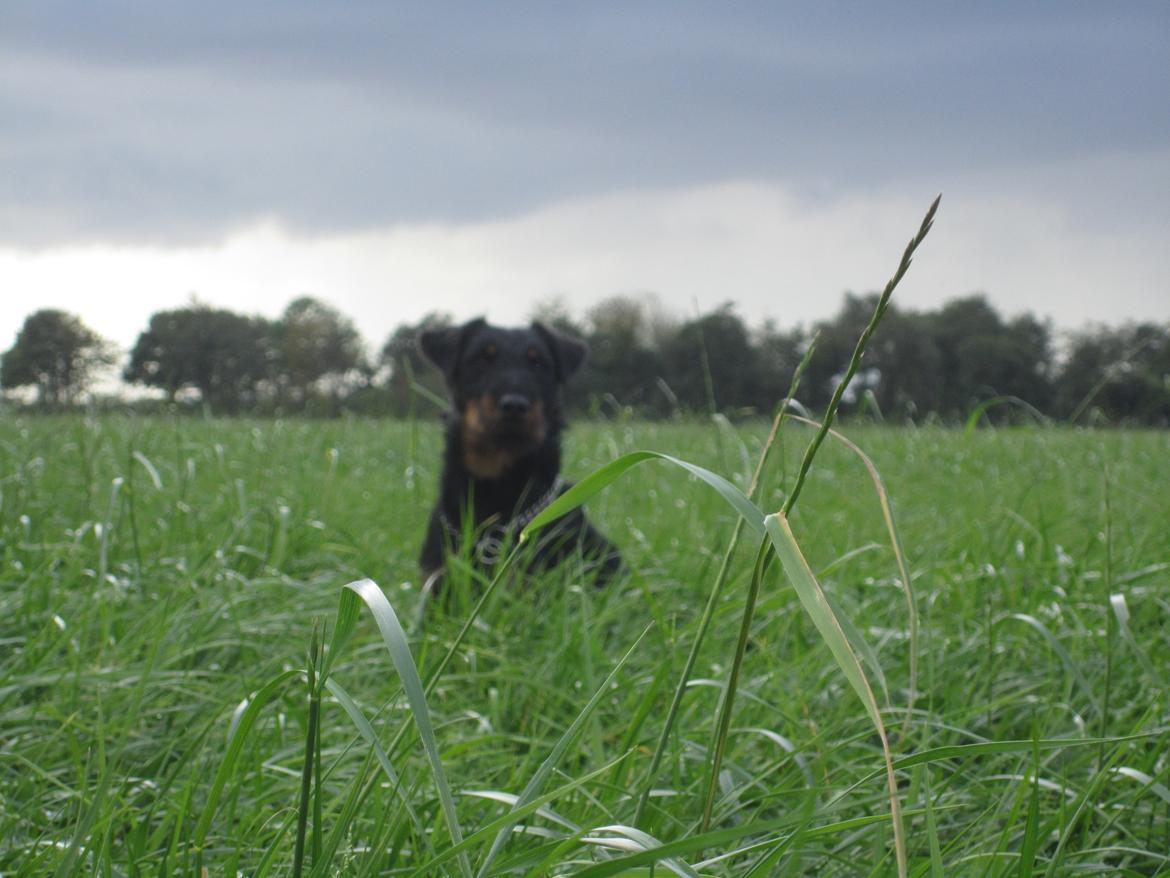 Tysk jagtterrier Buller<3 Farvel min ven <3 - Hallo jeg er her! billede 3